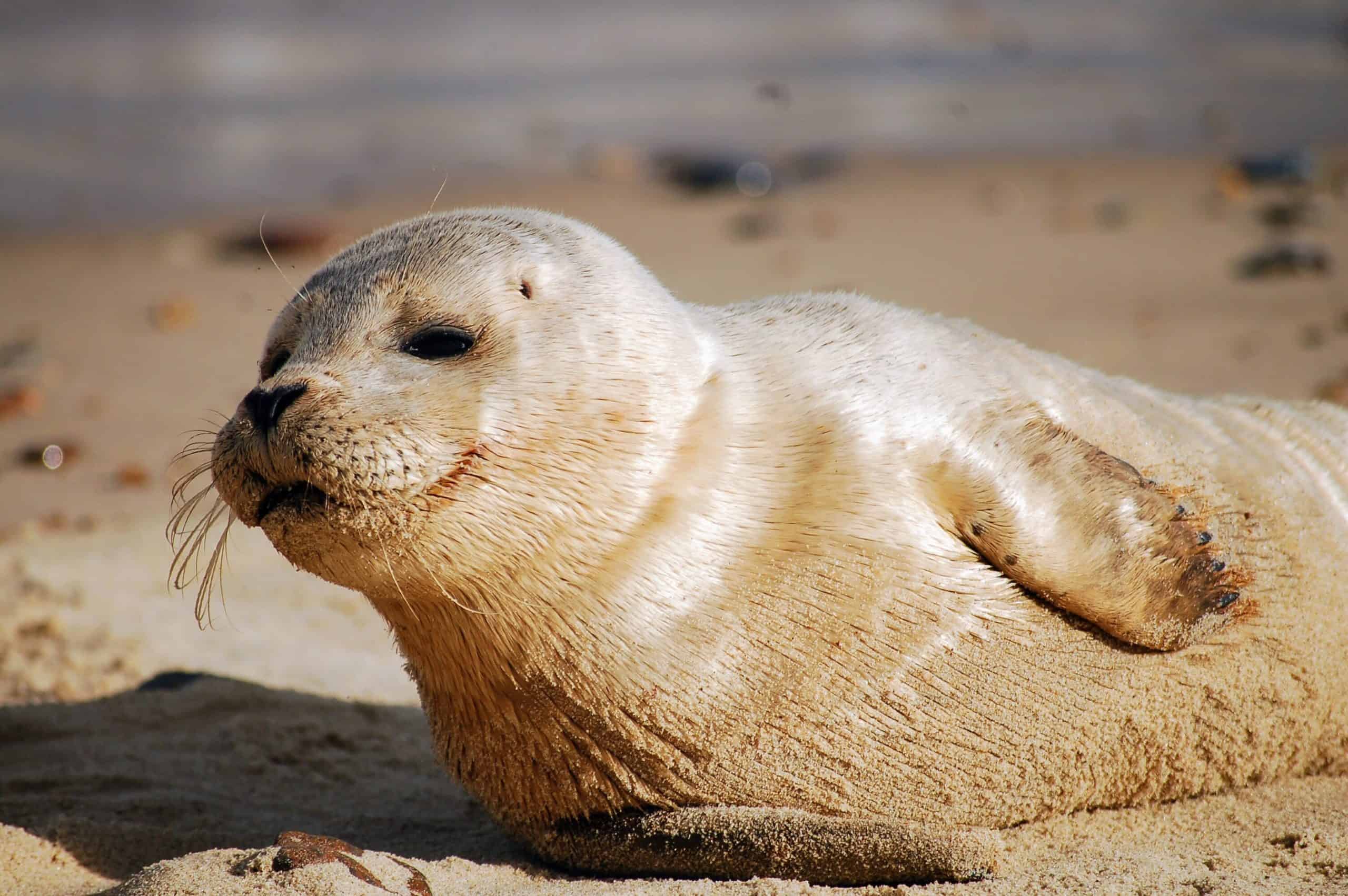 Foundation Supports Rescued Seal Rehabilitation Joanna Toole Foundation